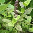 Indian Holy Basil RAMA TULSI Sacred Prayer Herb Vegetable Seeds - Vegetable Home Garden - 50 Seeds