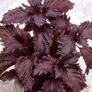 Basil (Purple Ruffles) Herb Vegetable Seeds - Vegetable Home Garden - 100 Seeds