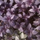 Herb BASIL Dark Opal Herb Vegetable Seeds - Vegetable Home Garden - 500 Seeds