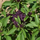 Basil Thai "siam Queen" Herb Vegetable Seeds - Vegetable Home Garden - 150 Seeds