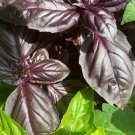 Basil Freddy Herb Vegetable Seeds - Vegetable Home Garden - 100 Seeds