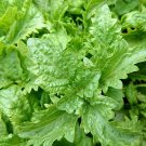 Basil Green Ruffles Herb Vegetable Seeds - Vegetable Home Garden - 100 Seeds