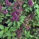 Basil Thai Siam Queen Herb Vegetable Seeds - Vegetable Home Garden - 110 Seeds