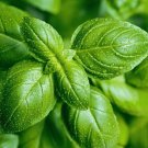 Basil Sweet, Italian, Large Leaf Herb Vegetable Seeds - Vegetable Home Garden - 100 Seeds