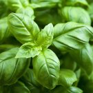 BASIL (Sweet Genovese) Basil Potato Herb Vegetable Seeds - Vegetable Home Garden - 300 Seeds