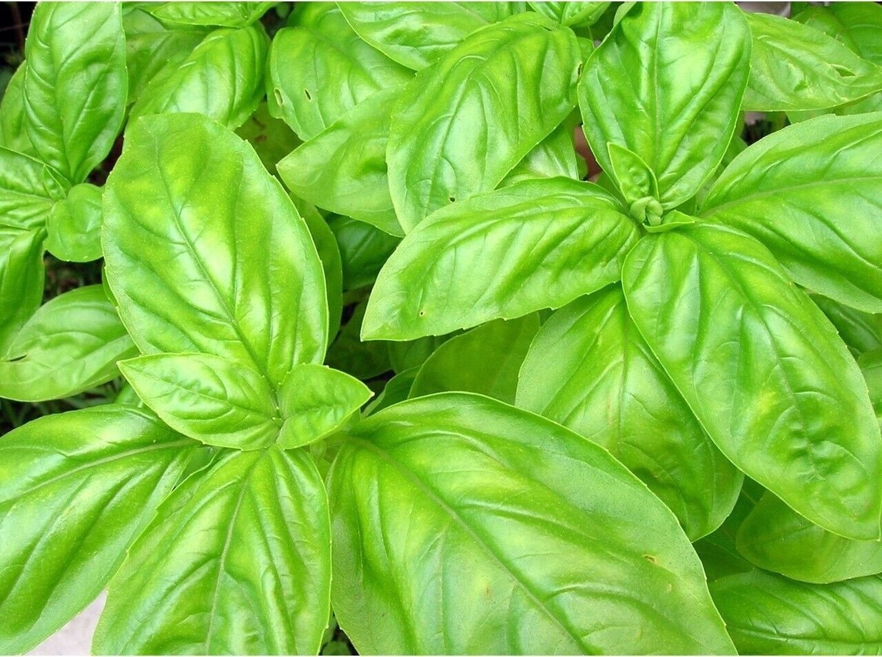 Basil Genovese (Italian Large Leaf) Herb Vegetable Seeds - Vegetable Home Garden - 400 Seeds