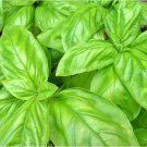 Basil Genovese (Italian Large Leaf) Herb Vegetable Seeds - Vegetable Home Garden - 400 Seeds