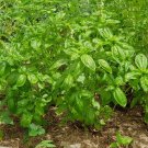 BASIL SEEDS (GREEN) HEIRLOOM Herb Vegetable Seeds - Vegetable Home Garden - 100 Seeds