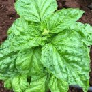 BASIL Sweet Mammoth Herb Vegetable Seeds - Vegetable Home Garden - 400 Seeds