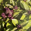BASIL SEEDS 'Siam Queen' Herb Vegetable Seeds - Vegetable Home Garden - 100 Seeds