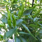 Extreme Hot Green Indian Chili Vegetable Seeds - Vegetable Home Garden - 20 Seeds
