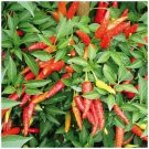 Chilli Spici Serrano Vegetable Seeds - Vegetable Home Garden - 25 Seeds