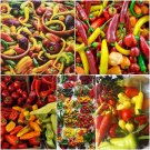 chili pepper MIXED Vegetable Seeds - Vegetable Home Garden - 15 Seeds