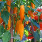 CHILLI Bulgarian Carrot Vegetable Seeds - Vegetable Home Garden - 10 Seeds