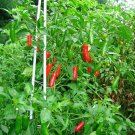 CHILLI Serrano Vegetable Seeds - Vegetable Home Garden - 10 Seeds