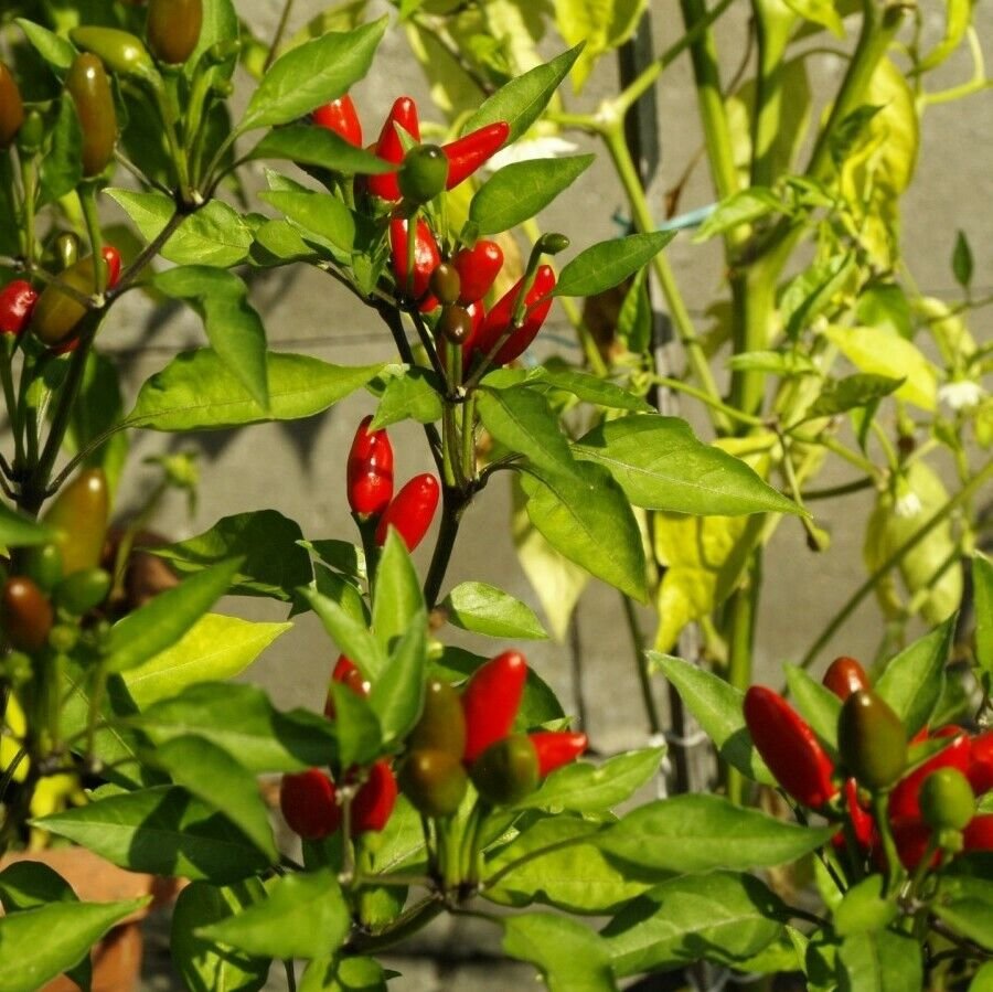 Chilli PEQUIN Vegetable Seeds - Vegetable Home Garden - 10 Seeds