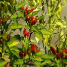 Chilli PEQUIN Vegetable Seeds - Vegetable Home Garden - 10 Seeds