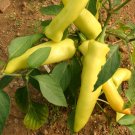 CHILLI Hungarian Hot Wax Yellow Vegetable Seeds - Vegetable Home Garden - 10 Seeds
