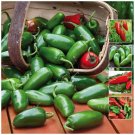 Chili Jalapeno Gran Chile Vegetable Seeds - Vegetable Home Garden - 25 Seeds