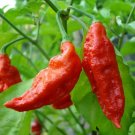 CHILLI Red Bhut Jolokia Ghost Chili Vegetable Seeds - Vegetable Home Garden - 8 Seeds