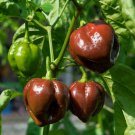 CHILLI Kathumby Big Brown Chili Vegetable Seeds - Vegetable Home Garden - 7 Seeds