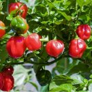 Chilli HABANERO RED Vegetable Seeds - Vegetable Home Garden - 10 Seeds