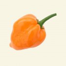 Chilli HABANERO ORANGE Vegetable Seeds - Vegetable Home Garden - 10 Seeds