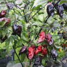 CHILLI 'Yaki Blue' Vegetable Seeds - Vegetable Home Garden - 7 Seeds