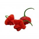 CHILLI Cap Mushroom RED Vegetable Seeds - Vegetable Home Garden - 7 Seeds