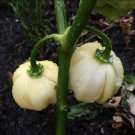 CHILLI Trinidad 7 Pod WHITE Vegetable Seeds - Vegetable Home Garden - 7 Seeds