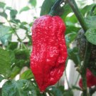 CHILLI Trinidad 7 Pot Barrackpore Vegetable Seeds - Vegetable Home Garden - 7 Seeds