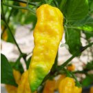 Chilli YELLOW BHUT JOLOKIA GHOST Chili Vegetable Seeds - Vegetable Home Garden - 10 Seeds