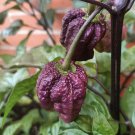 Orion Chilli Seeds Chinese Capsicum Vegetable Seeds - Vegetable Home Garden - 5 Seeds
