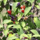 Chilli Scorpion Tongue BLACK Chili Vegetable Seeds - Vegetable Home Garden - 7 Seeds