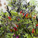 Chilli MAUI PURPLE Vegetable Seeds - Vegetable Home Garden - 10 Seeds