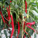CHILLI CAYENNE LONG SLIM Vegetable Seeds - Vegetable Home Garden - 10 Seeds