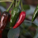 CHILLI Firecracker 7 Vegetable Seeds - Vegetable Home Garden - 7 Seeds