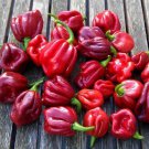CHILLI Trinidad 7 Pod BURGUNDY Vegetable Seeds - Vegetable Home Garden - 7 Seeds