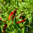 Chilli Cayenne Chili Seeds VERY HOT Vegetable Seeds - Vegetable Home Garden - 15 Seeds