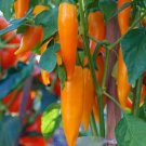 CHILLI Bulgarian Carrot Vegetable Seeds - Vegetable Home Garden - 10 Seeds