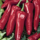 Chili Seeds Big Jim Vegetable Seeds - Vegetable Home Garden - 30 Seeds