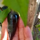 Hungarian Black Chili Vegetable Seeds - Vegetable Home Garden - 10 Seeds