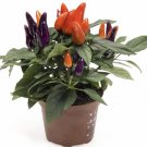 Capsicum (Ornamental Pepper) Vegetable Seeds - Vegetable Home Garden - 20 Seeds