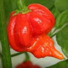 rinidad Scorpion Orange Hot PEPPER Vegetable Seeds - Vegetable Home Garden - 10 Seeds