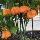Bahamian Goat Pepper Chilli Vegetable Seeds - Vegetable Home Garden - 5 Seeds