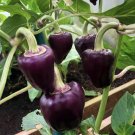 Oda Chilli Pepper Capsicum Annuum Vegetable Seeds - Vegetable Home Garden - 5 Seeds
