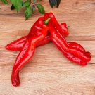Giant Heavy Palermo Chilli Pepper Vegetable Seeds - Vegetable Home Garden - 10 Seeds
