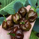 Chocolate Habanero Pepper Chilli Vegetable Seeds - Vegetable Home Garden - 5 Seeds