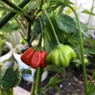 Brazilian Starfish Chilli Pepper Vegetable Seeds - Vegetable Home Garden - 30 Seeds