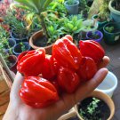 RED HABANERO CHILLI PEPPER Vegetable Seeds - Vegetable Home Garden - 60 Seeds
